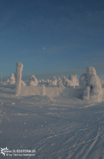 2012-02-03 - Frozen trees on Levi Hill, Finnaland 3D 2