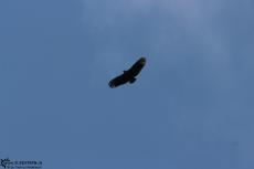Cuyabeno (Ecuador) - Black Vulture - IMG 5149