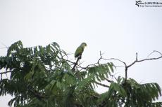 Cuyabeno (Ecuador) - Yellow-eared Parrot - IMG 5732